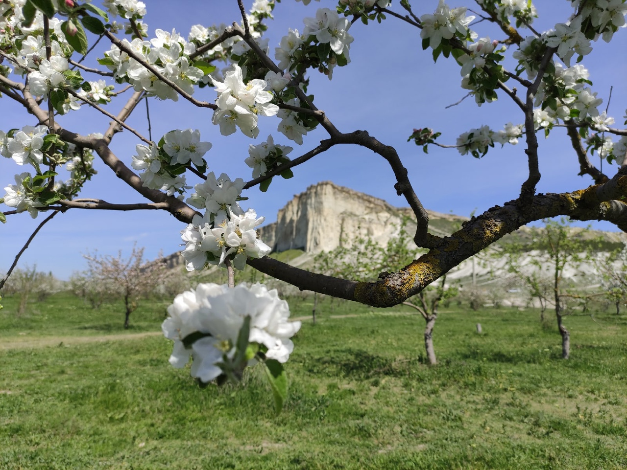 Идеи для фотосессии в Крыму: яблочный сад