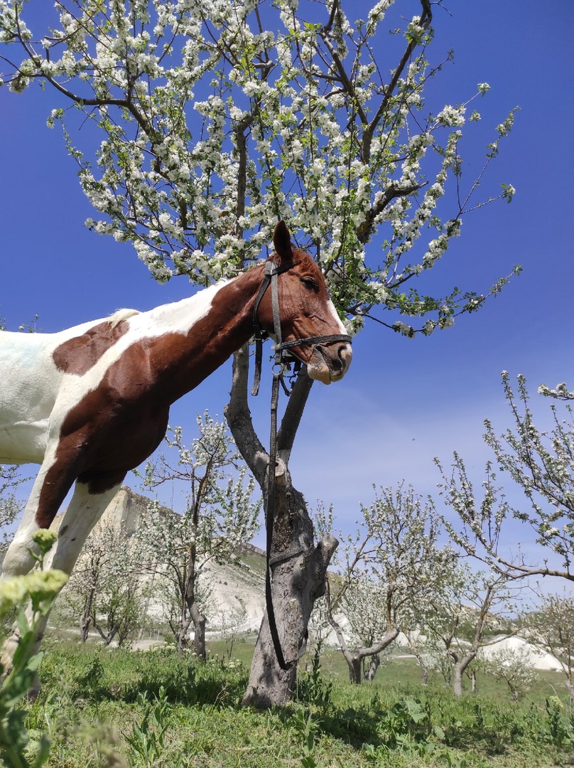 Идеи фотосессии в Крыму: конная база